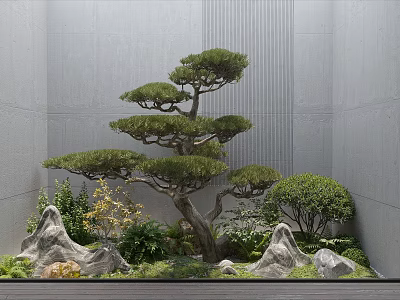Peaceful Courtyard Garden with Majestic Pine Tree Rocks Lush Greenery Gray Walls and Wooden Flooring 3d model