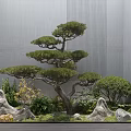 Peaceful Courtyard Garden with Majestic Pine Tree Rocks Lush Greenery Gray Walls and Wooden Flooring