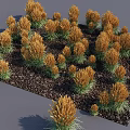 Golden Yellow Flowering Plants with Green Leaves and Dense Growth in Black Soil