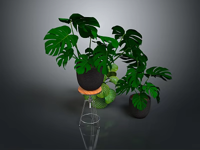 Potted Monstera Plants With Large Green Leaves On Metal Stand And Floor In Gray Background 3d model