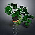 Potted Monstera Plants With Large Green Leaves On Metal Stand And Floor In Gray Background