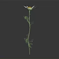 White Daisy Flower in Vase with Yellow Center Green Stem Leaves on Dark Background
