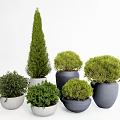 Various Shaped Potted Bonsai Trees With White And Gray Ceramic Pots