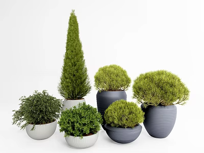 Various Shaped Potted Bonsai Trees With White And Gray Ceramic Pots 3d model