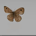 Brown Butterfly With Patterned Wings And Round Eyespots On Gray Background With Reflection 3d model