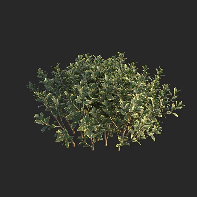 Modern Phnom Penh Euonymus Euonymus japonicaceae Euonymus hollifolia Euonymus silverside Euonymus hollifolia Phnom Penh hollifolia fufang tree shrub hedge 3d model