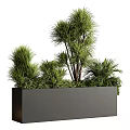 Multiple Green Bonsai Potted Plants In Rectangular Black Planter For Indoor Decoration 3d model