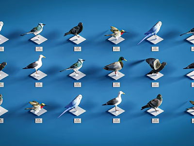 Collection of Various Bird Species Specimens Displayed on White Bases Against Blue Background 3d model