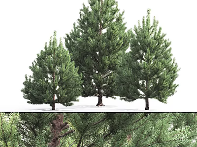 Modern pine landscape tree 3d model