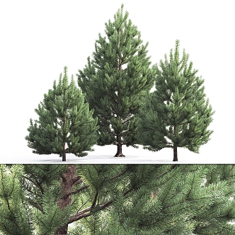 Modern pine landscape tree 3d model