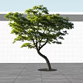 Arbor With Curved Trunk Lush Green Leaves Against White Wall Gray Ground And Shadow Cast