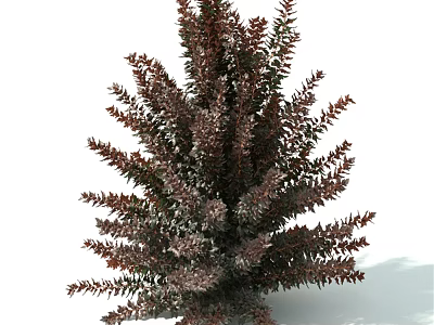 Bushy Dense Shrub With Deep Purple And Green Leaves For Garden Landscape 3d model