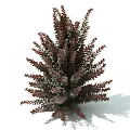Bushy Dense Shrub With Deep Purple And Green Leaves For Garden Landscape
