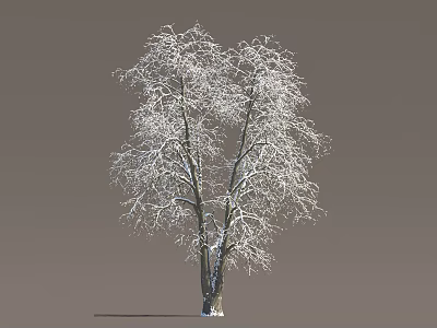 Snow Covered Bare Branches On Winter Tree With Gray Background 3d model