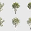 Green sandalwood cash cow landscape tree 3d model