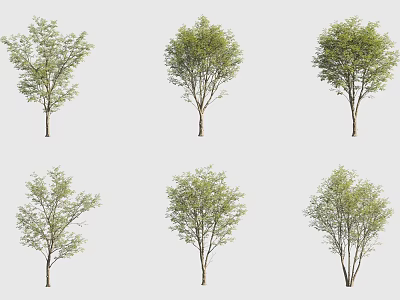 Various Tree Varieties With Distinct Growth Habits Branch Patterns And Foliage Characteristics 3d model