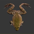 Frog with green brown spotted skin large eyes webbed feet on dark reflective surface