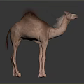 Realistic Dromedary Camel Standing Isolated On Blue Background 3D Render