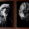 Set of Four Black and White Animal Paintings With Detailed Wildlife Portraits