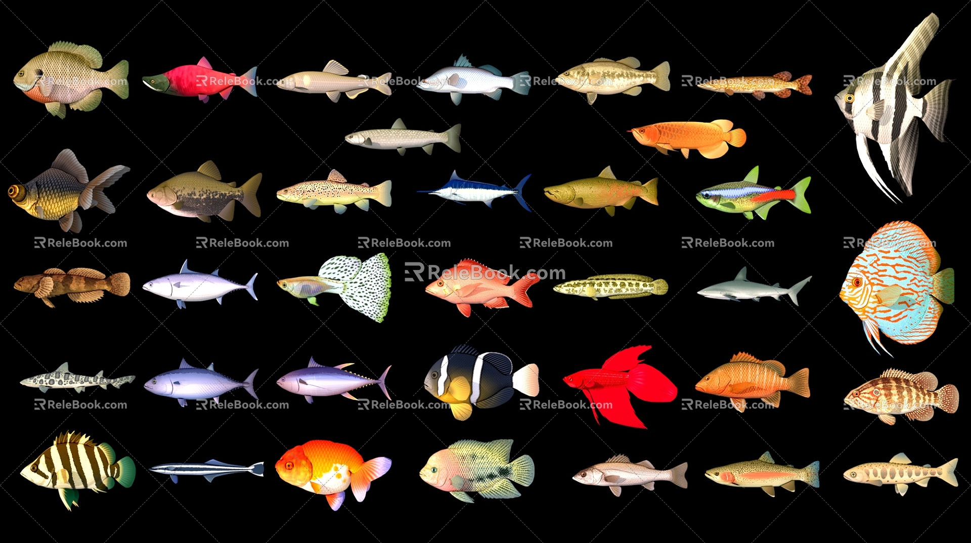 marine aquarium fish 3d model