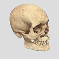 Human Male Skull Anatomical Structure Showing Detailed Bone Features And Texture 3d model