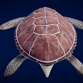 Realistic Brown Sea Turtle With Patterned Shell And Textured Flippers On Dark Blue Background 3d model