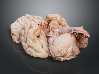 Human Brain Anatomical Structure With Detailed Cortex And Natural Texture 3d model