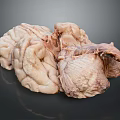 Human Brain Anatomical Structure With Detailed Cortex And Natural Texture 3d model