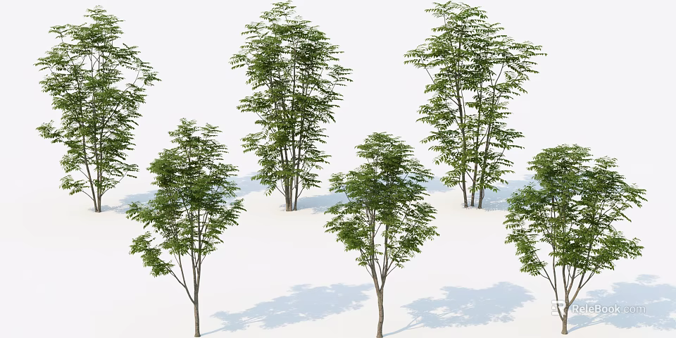 Tall Green Arbor Trees with Lush Foliage and Slender Trunks in White Background 3d model 