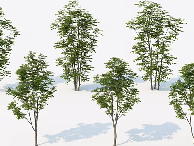 Tall Green Arbor Trees with Lush Foliage and Slender Trunks in White Background 3d model