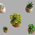 Modern Bonsai Potted Plants With Different Shaped Pots And Lush Green Leaves
