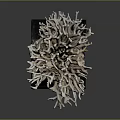 Aquatic Animal Branching Coral Detailed Structure with Natural Texture on Black Base