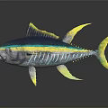 Blue and Yellow Striped Tuna Fish 3D Rendered on Dark Background with Reflection 3d model
