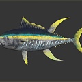 Modern Tuna Tuna 3d model