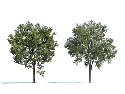 Two Arbor Trees with Green Foliage Different Trunk Colors and Lush Canopies 3d model