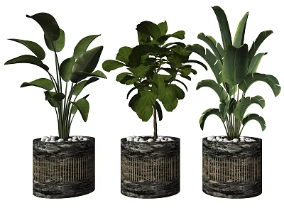 Three Potted Bonsai Plants With Textured Containers And Lush Green Broad Leaves 3d model