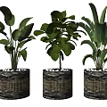 Three Potted Bonsai Plants With Textured Containers And Lush Green Broad Leaves