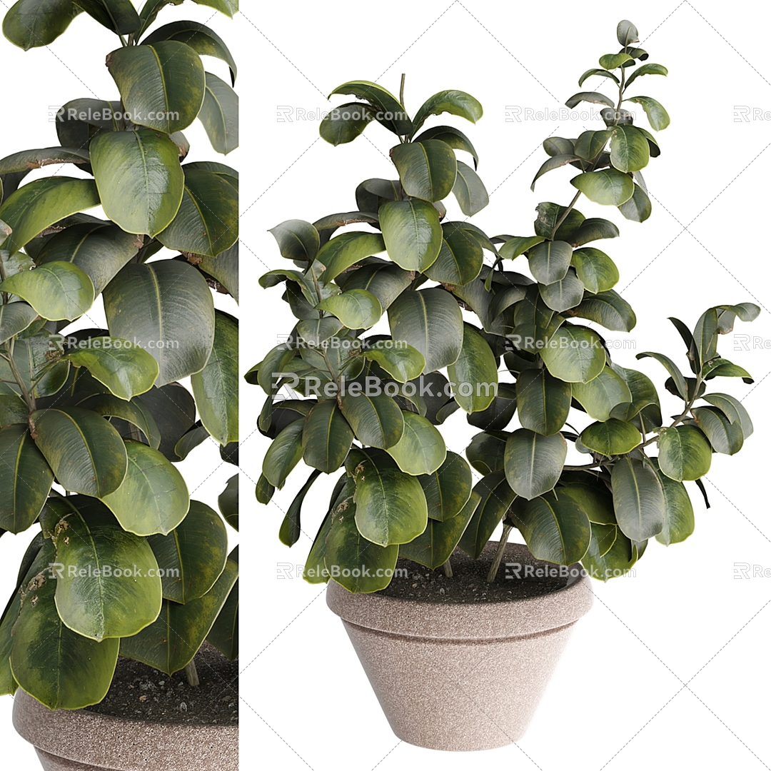 Indoor plants 3d model