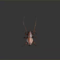 Detailed View Of Reddish Brown Cockroach With Long Antennae And Legs On Dark Background