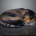 Sleeping Calico Cat Curled Up On Reflective Dark Surface With Soft Fur