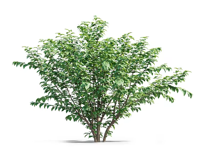 Vibrant Arbor With Full Lush Green Leaves And Natural Brown Trunk 3d model