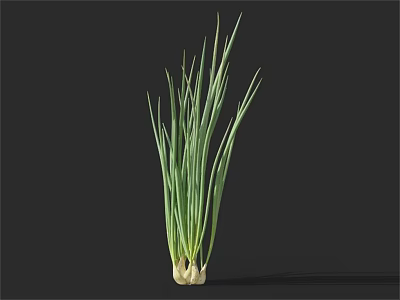 Fresh Green Onions With Long Green Leaves And White Roots Isolated On Black Background 3d model