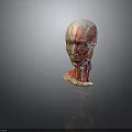 Detailed Human Head Anatomy Model Displaying Muscle And Vascular Structures for Study 3d model