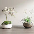 Bonsai Potted Plants with White Orchids Succulents and Slender Green Leaves in Clay Pots