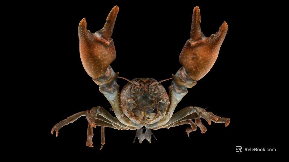 Brown Crayfish With Raised Claws Isolated On Black Background Shot 3d model 