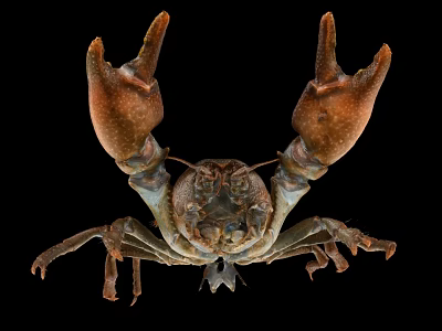 Brown Crayfish With Raised Claws Isolated On Black Background Shot 3d model