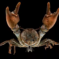 Brown Crayfish With Raised Claws Isolated On Black Background Shot 3d model