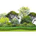 Lush Green Shrubs Growing With Healthy Trees And Vibrant Grass In Garden