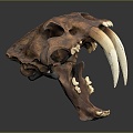 Modern Skull Animal Skull Saber-toothed Tiger Skull Fossils 3d model