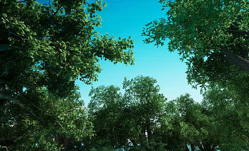 Modern woods look up to the woods 3d model